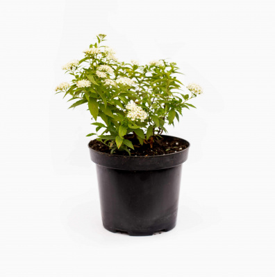 Спирея японская Альбифлора (Spiraea japonica Albiflora), С2-2